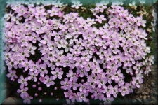 Plantje